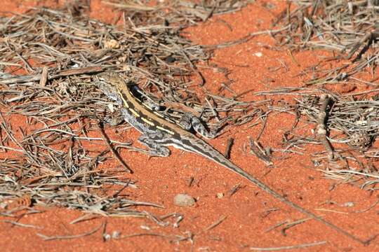 Imagem de Ctenophorus maculatus (Gray 1831)