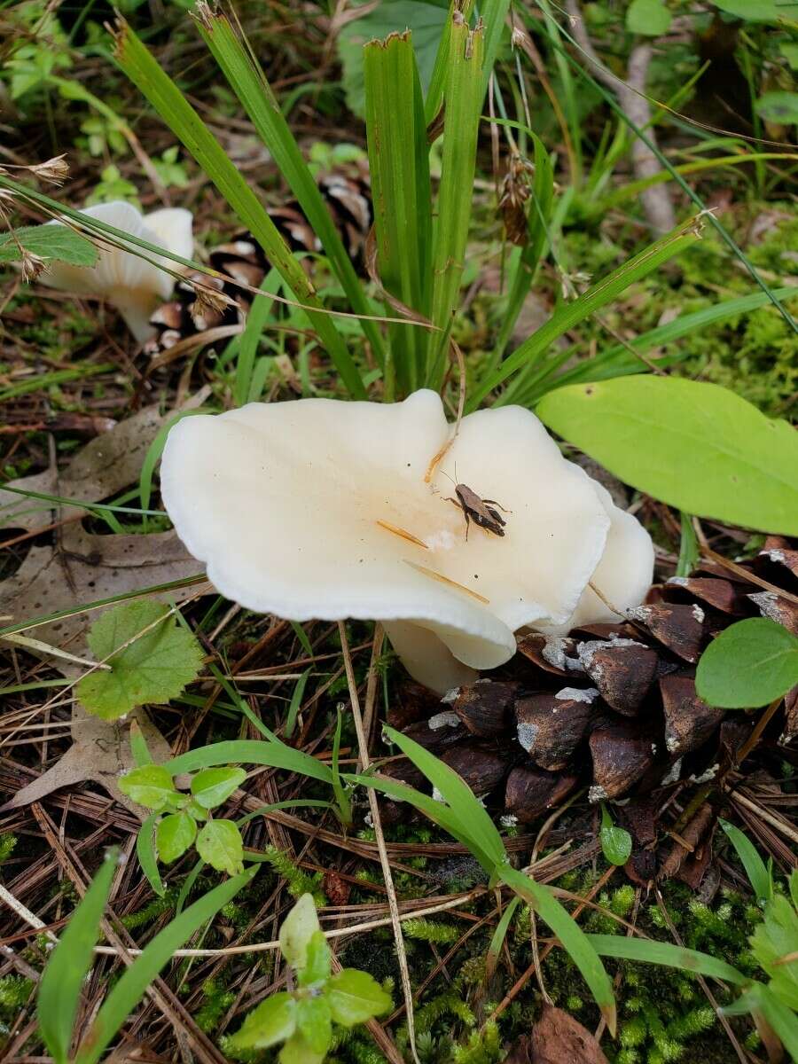 Слика од Hygrocybe angustifolia (Murrill) Candusso 1997