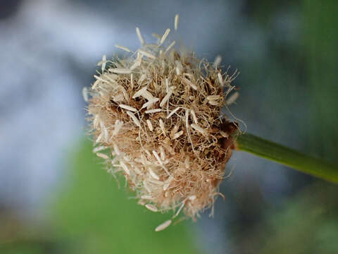 Image of Meadow's Cotton-Grass