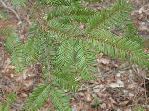 Image of Florida Yew