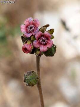 Слика од Cynoglossum montanum L.