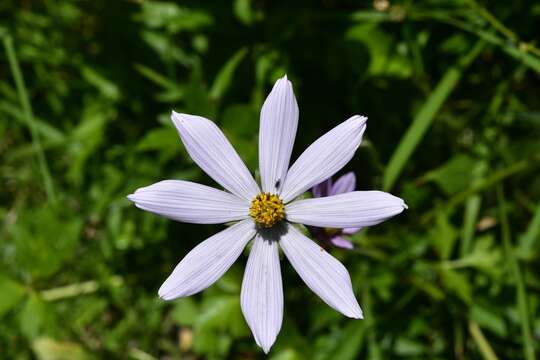 Image of Cosmos diversifolius Otto