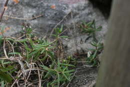 Image of Delosperma lineare L. Bol.