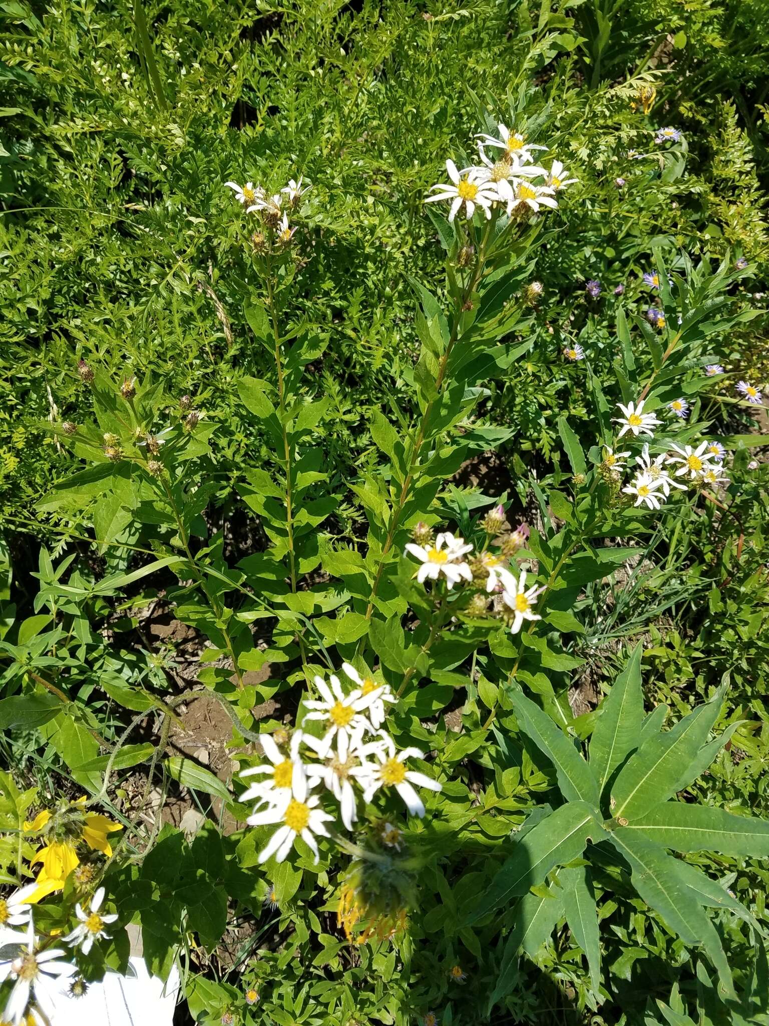 Слика од Eucephalus engelmannii (D. C. Eaton) Greene