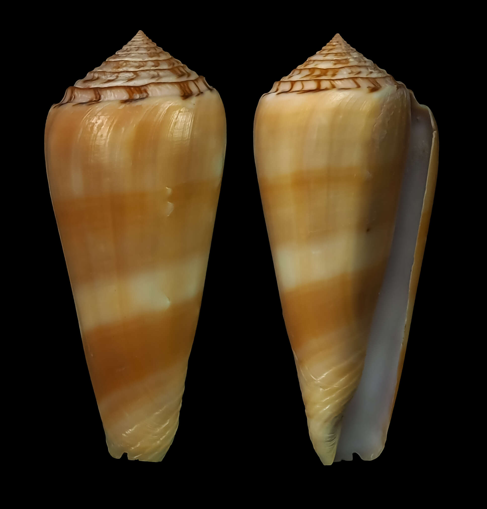 Conus aliwalensis (S. G. Veldsman 2018)的圖片