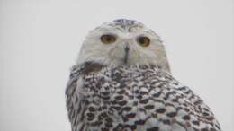 Image of Snowy Owl