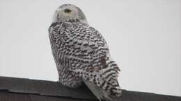 Image of Snowy Owl