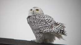 Image of Snowy Owl