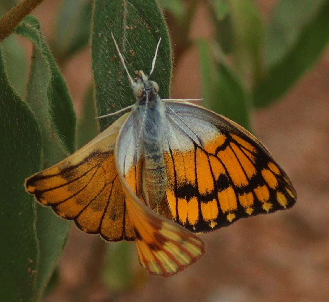 Imagem de Colotis chrysonome (Klug 1829)