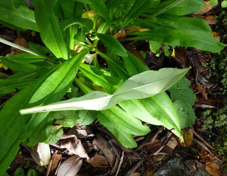 Plancia ëd Primula obliqua W. W. Sm.