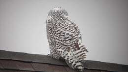 Image of Snowy Owl