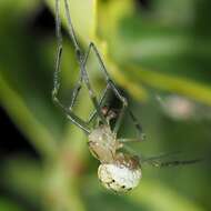 Image of Mangora acalypha (Walckenaer 1802)