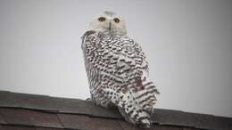 Image of Snowy Owl