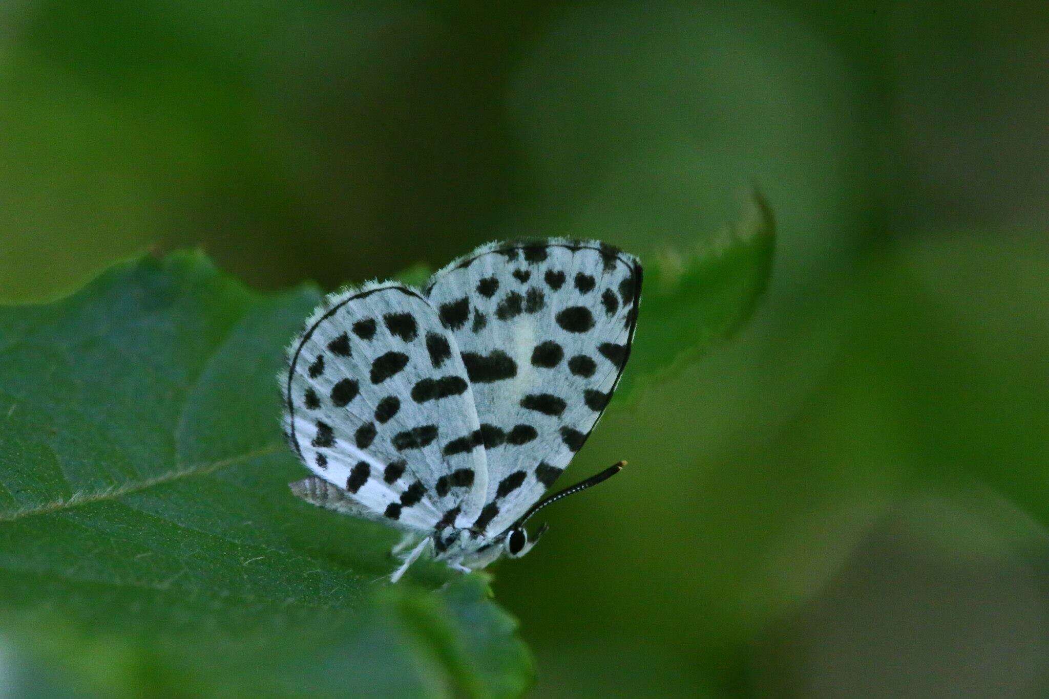 Image of Forest Pierrot