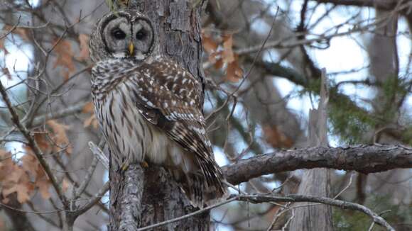 Image of Barred Owl