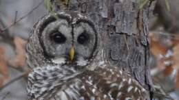 Image of Barred Owl