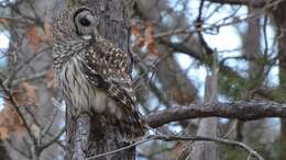 Image of Barred Owl