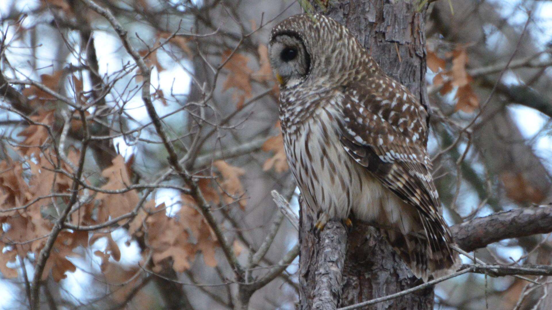 Image of Barred Owl