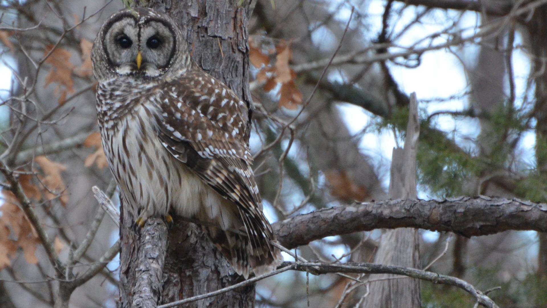 Image of Barred Owl