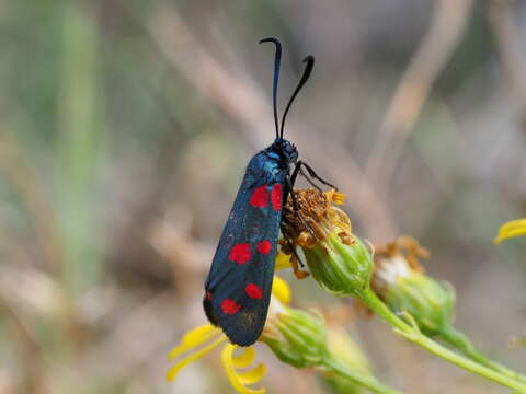 Plancia ëd Zygaena dorycnii Ochsenheimer 1808