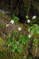 Image of Coptis quinquefolia Miq.