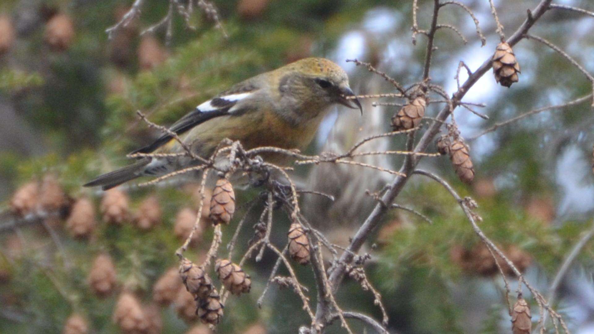 Image of Two-barred Crossbill