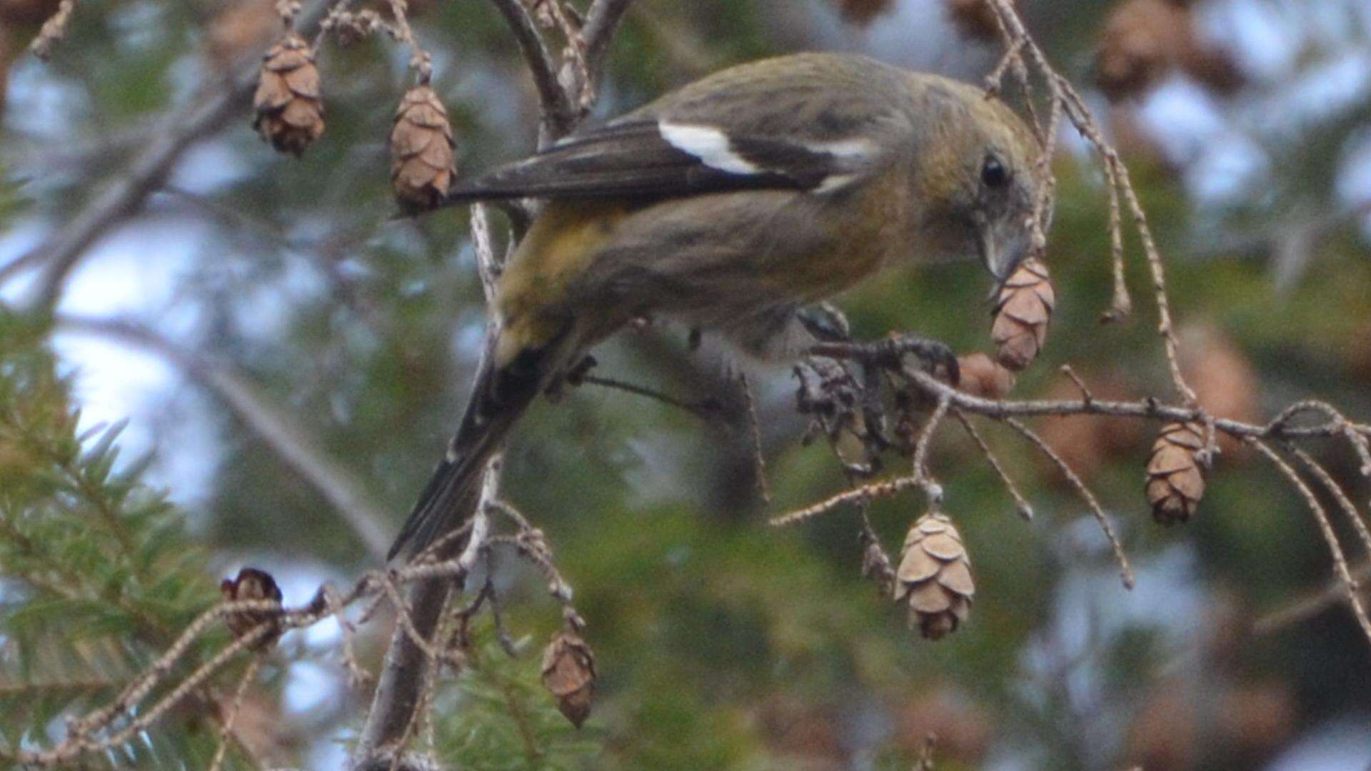 Image of Two-barred Crossbill