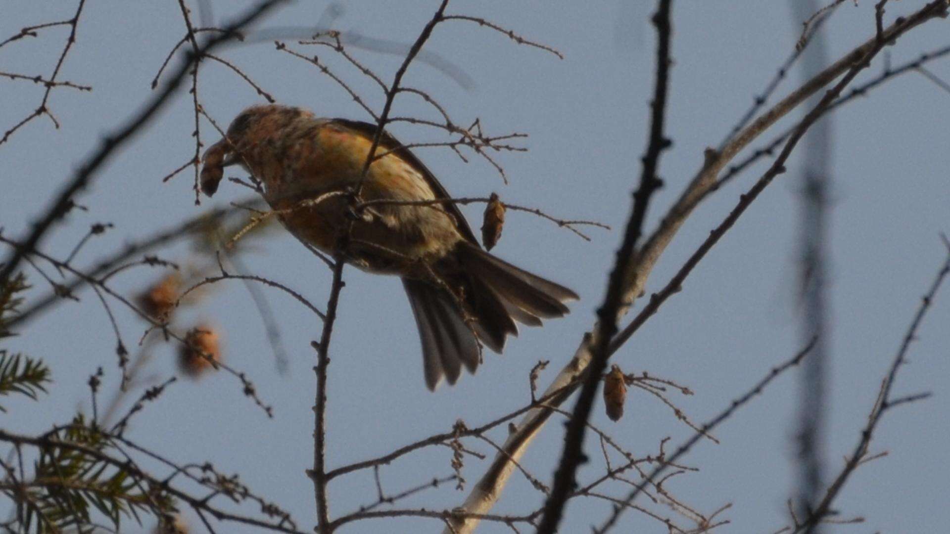 Image of Two-barred Crossbill