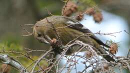 Image of Two-barred Crossbill