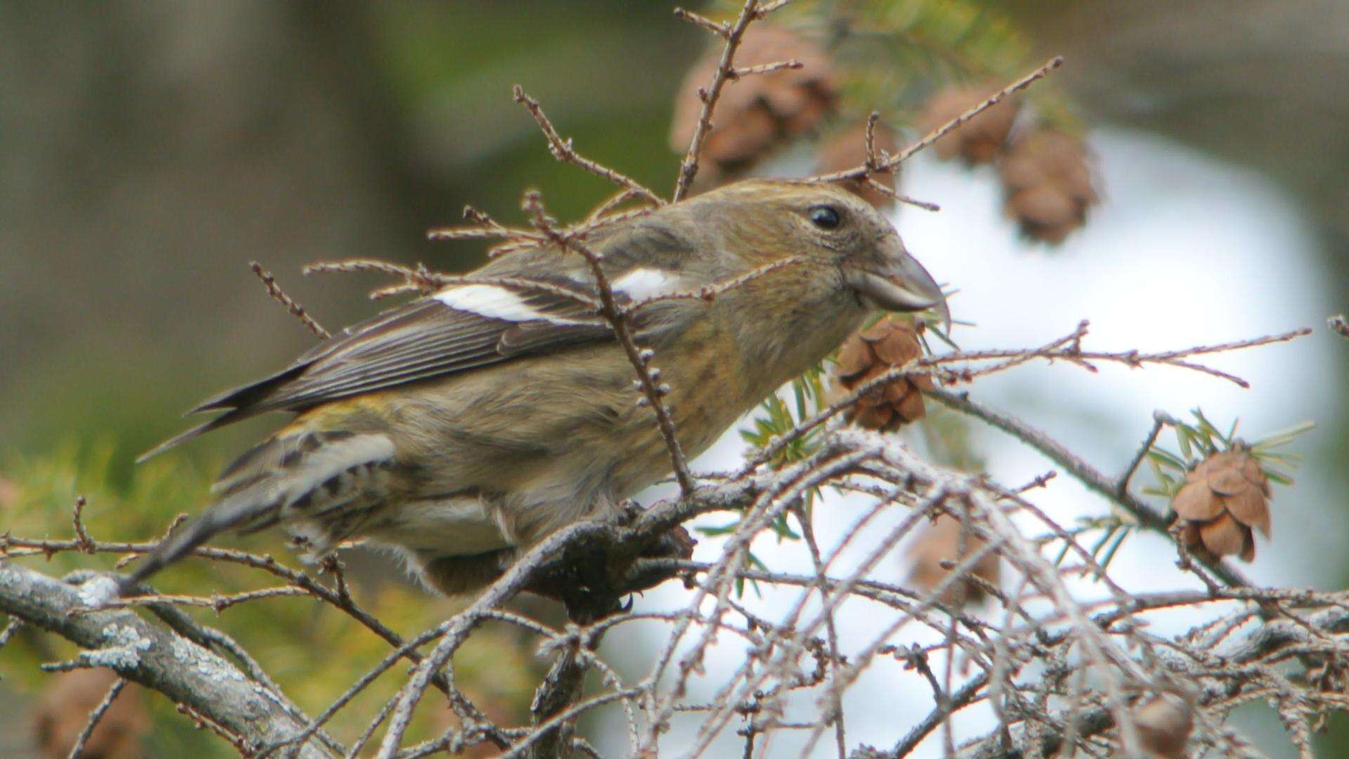 Image of Two-barred Crossbill