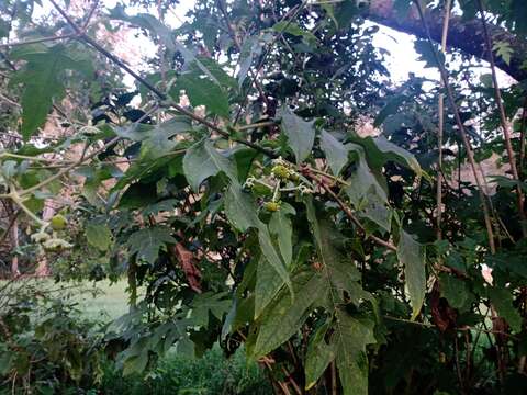 Image of Daisy tree