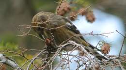 Image of Two-barred Crossbill