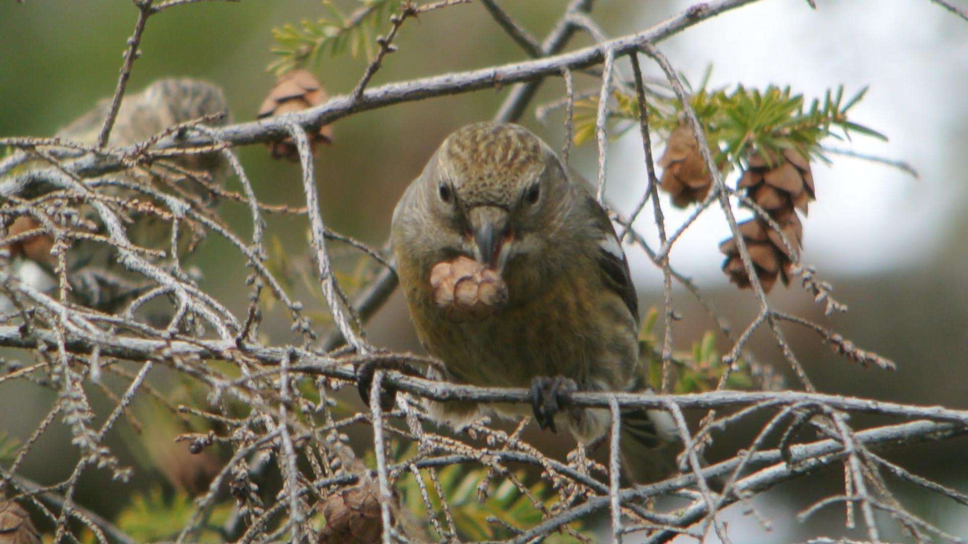 Image of Two-barred Crossbill