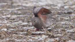 Image of Common Ground Dove