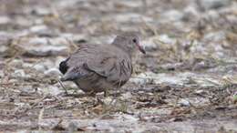 Image of Common Ground Dove