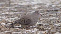 Image of Common Ground Dove