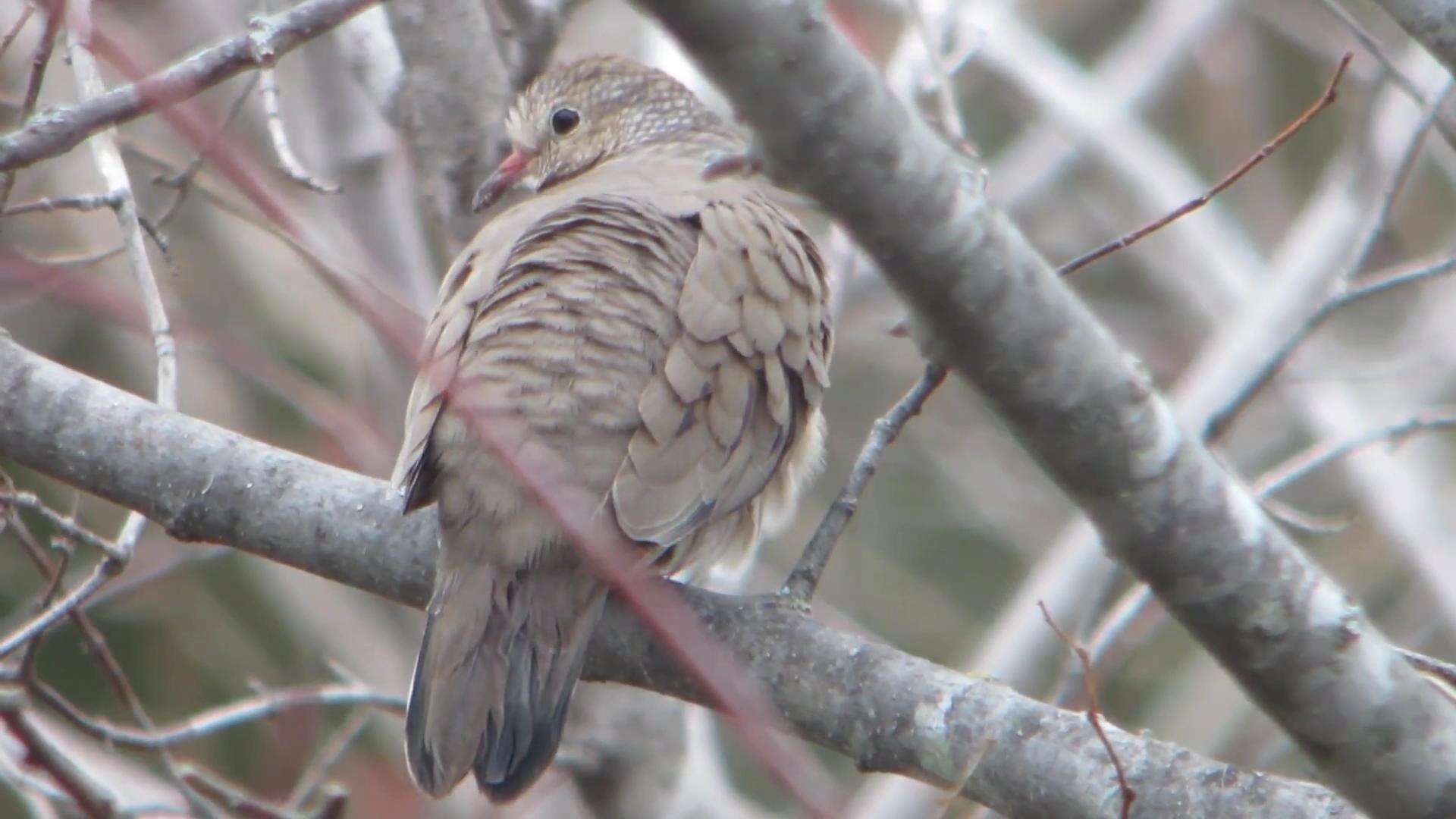 Image of Common Ground Dove