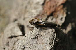 Planorbis carinatus O. F. Müller 1774 resmi