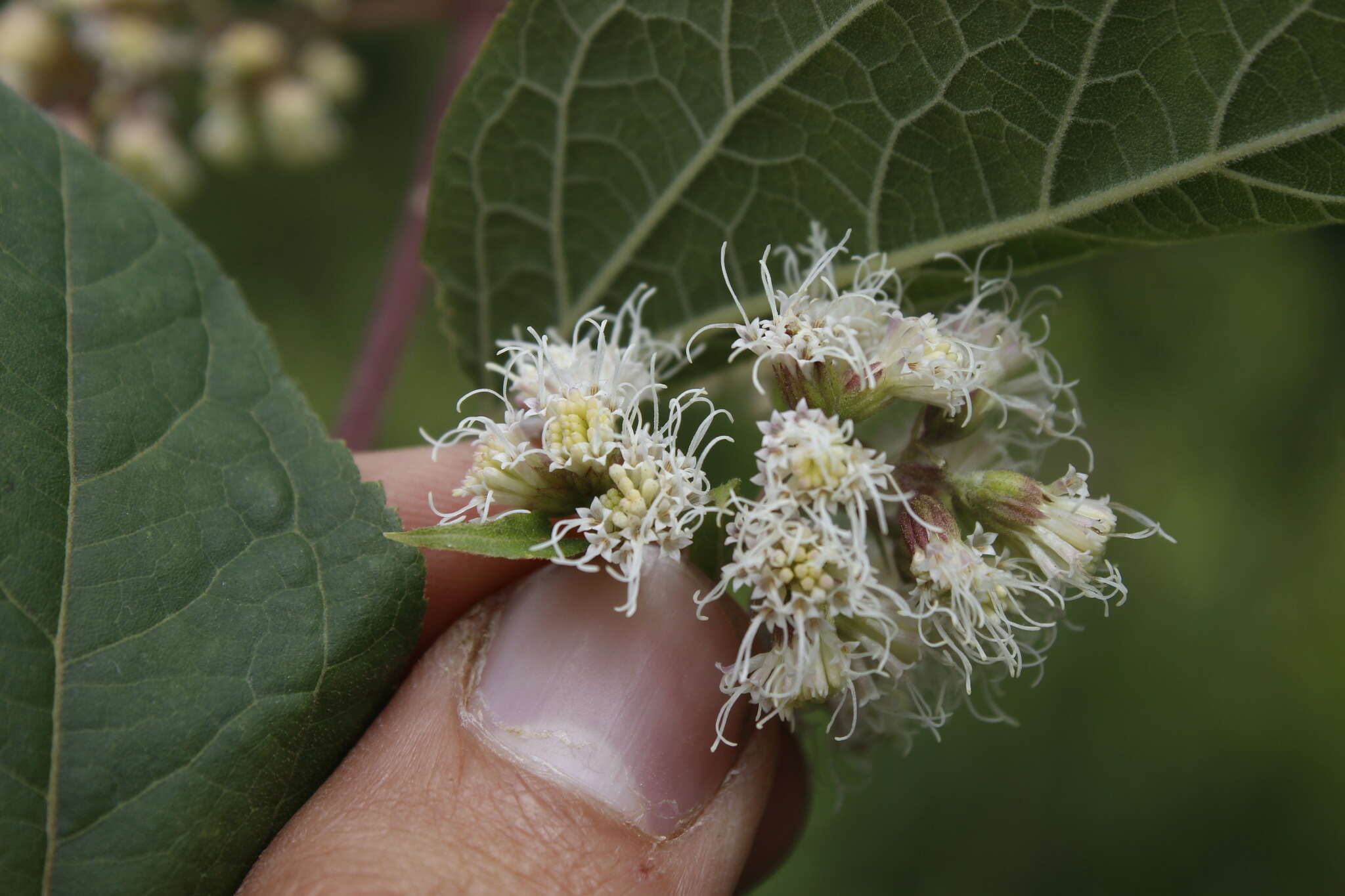 Image of Ageratina areolaris (DC.) D. Gage ex B. L. Turner