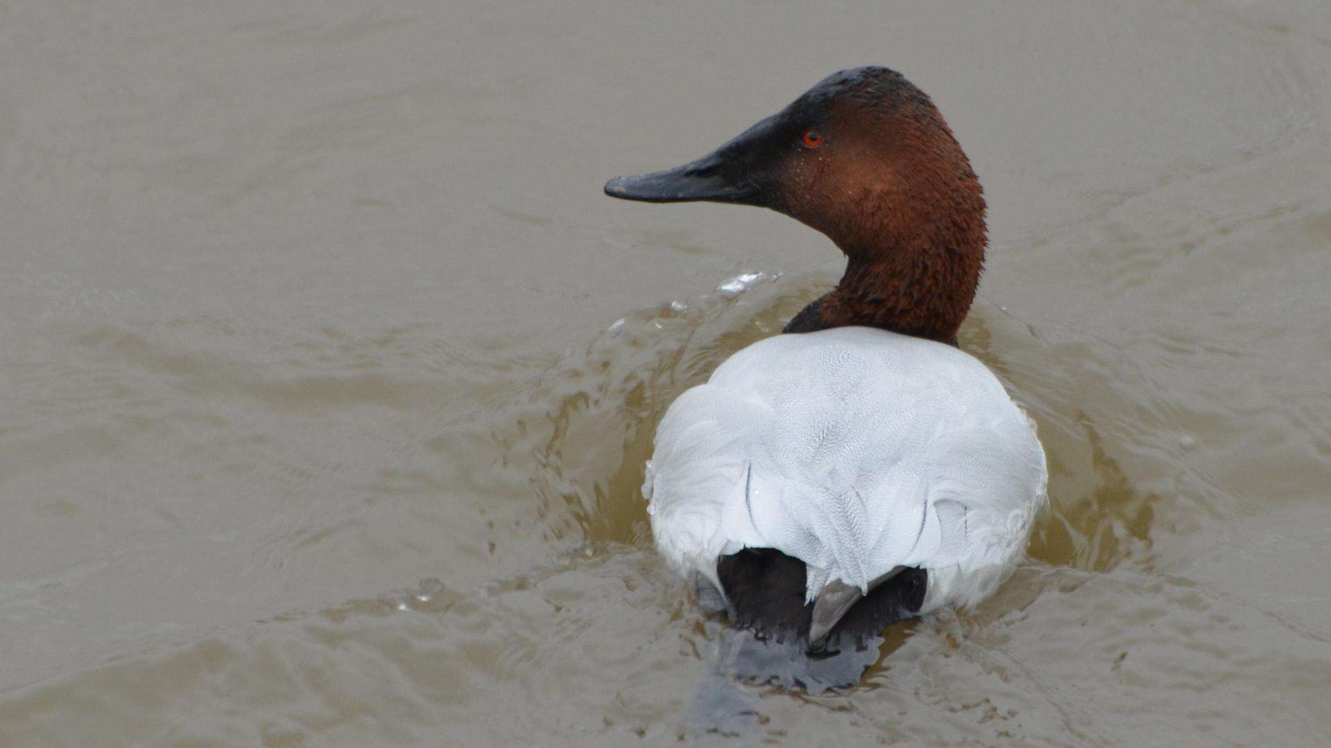 Image of Canvasback