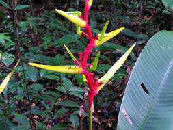 Image of Heliconia richardiana Miq.