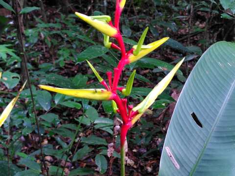 Image of Heliconia richardiana Miq.