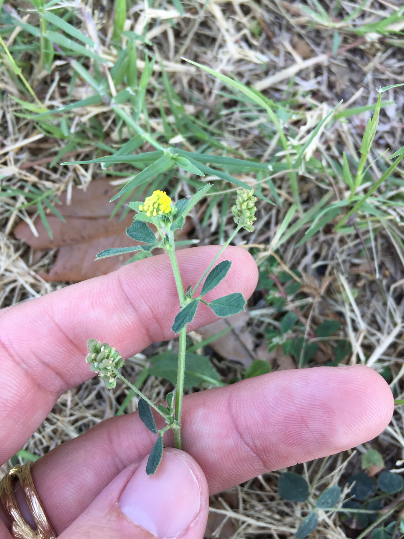 Image of black medick