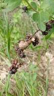 Image of Symphoricarpos Dill. ex Juss.