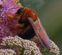 Image of Xylocopa ruficeps Friese 1910