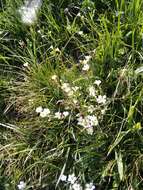 Image of Cherleria circassica (Albov) A. J. Moore & Dillenb.