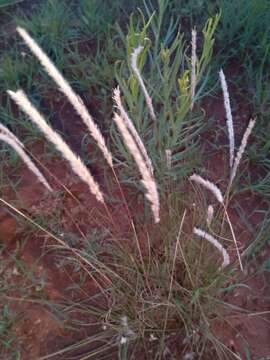 Image of Wire grass