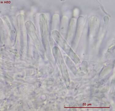 Image of Orbilia sinensis (Z. F. Yu & K. Q. Zhang) Baral, Z. F. Yu & E. Weber 2015