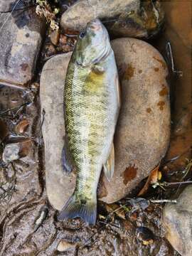 Image of Shoal bass