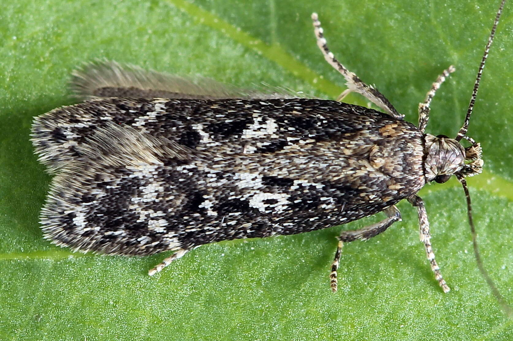 Image de Gelechia sororculella